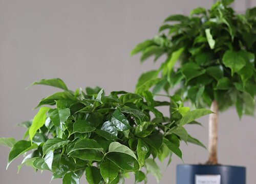 幸福树这样养护长势旺