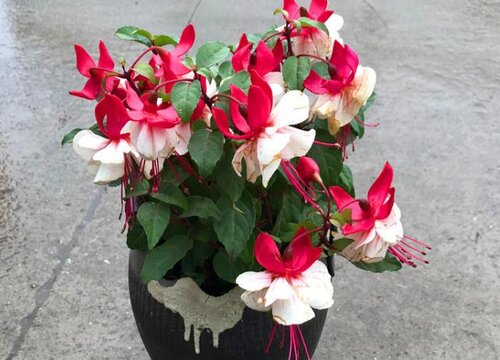 海棠什么时候开花