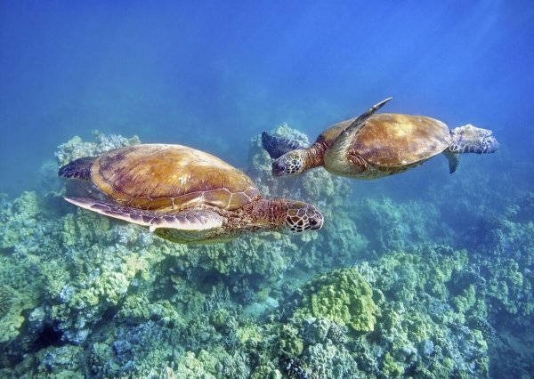 野生的乌龟怎么交配