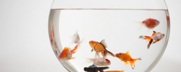 锦鲤和鲤鱼的区别