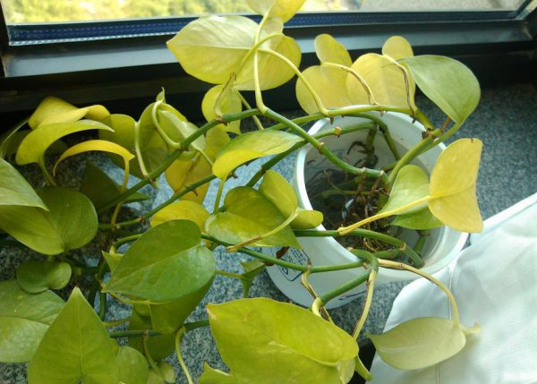 怎么样才能把绿萝养的枝繁叶茂