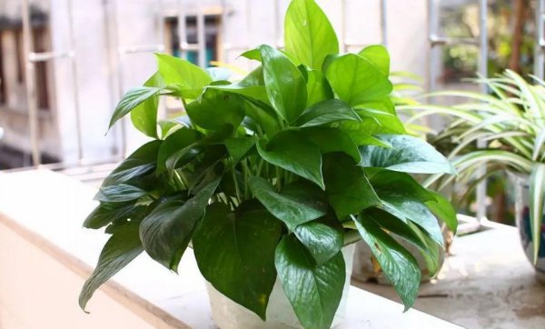 怎么样才能把绿萝养的枝繁叶茂