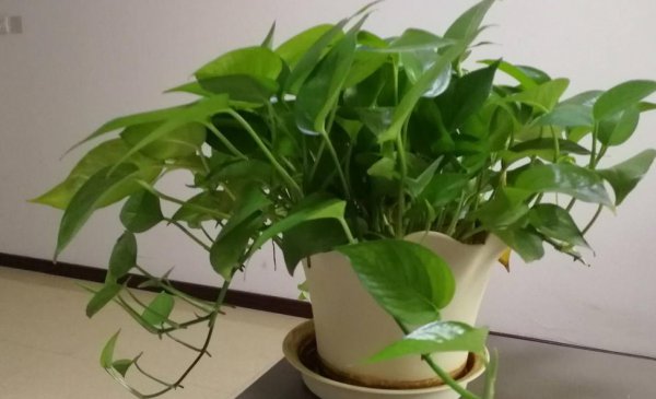 怎么样才能把绿萝养的枝繁叶茂