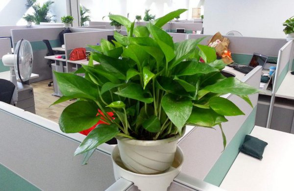 怎么样才能把绿萝养的枝繁叶茂