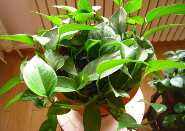 怎么样才能把绿萝养的枝繁叶茂