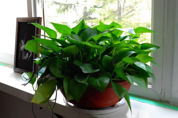 怎么样才能把绿萝养的枝繁叶茂