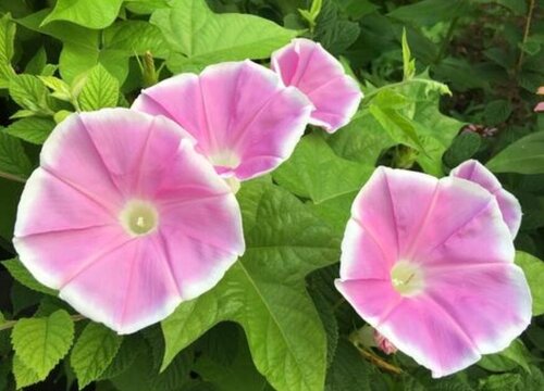 红薯为什么不开花