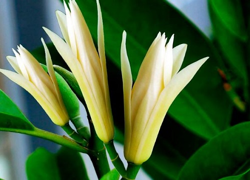 代表纯洁与神圣的花