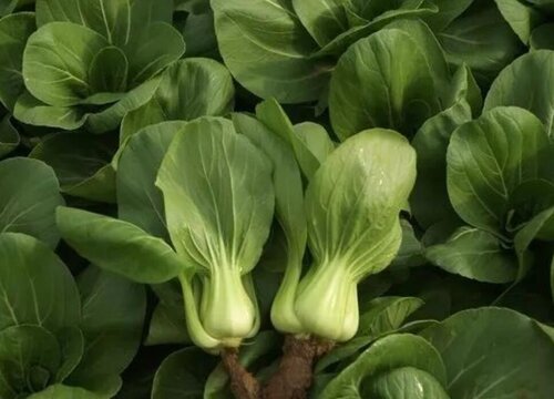 青梗菜种植时间和方法