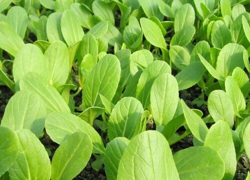 青梗菜种植时间和方法