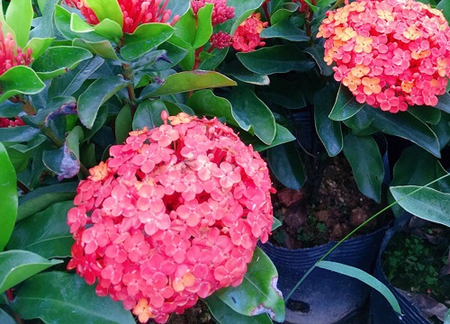 龙船花何时结束花期