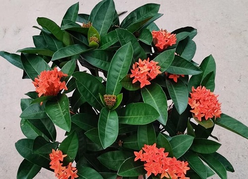 龙船花何时结束花期