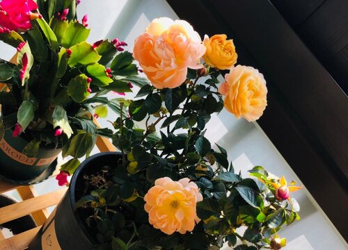 千万不能忽略的月季修剪和施肥问题