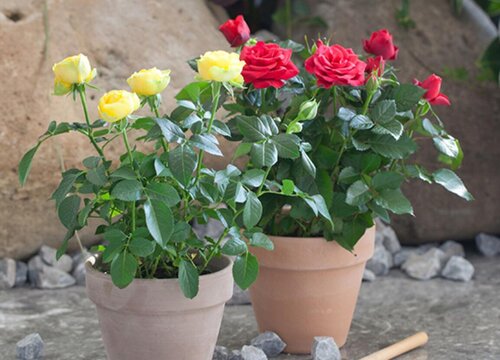 千万不能忽略的月季修剪和施肥问题