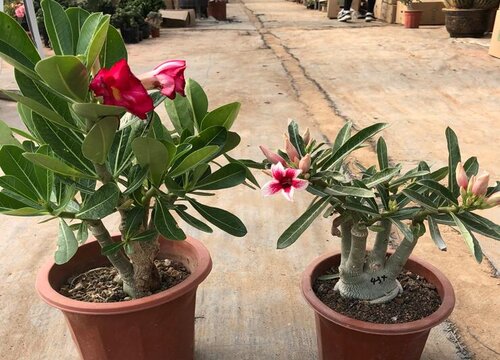 高温季节如何养沙漠玫瑰