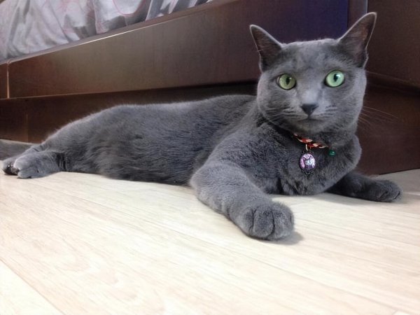 宠物猫有哪些品种