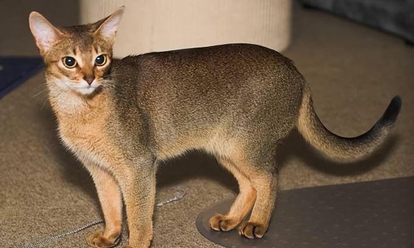 宠物猫有哪些品种