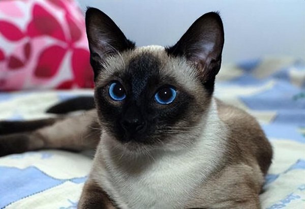 宠物猫有哪些品种