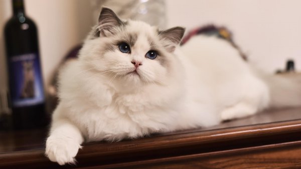 宠物猫有哪些品种