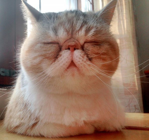 宠物猫有哪些品种