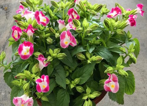 夏堇花期是什么时候