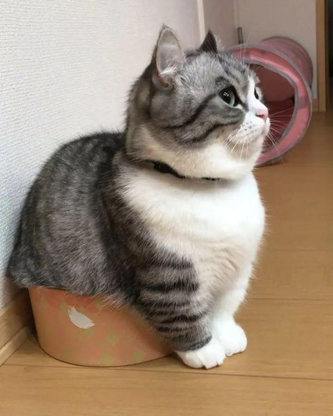 宠物猫有哪些品种