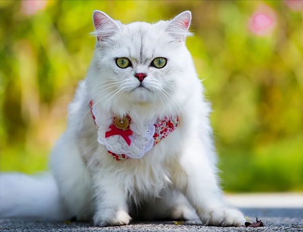 宠物猫有哪些品种