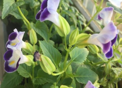 夏堇花期是什么时候