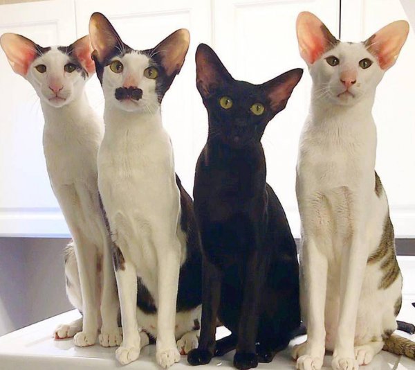 宠物猫有哪些品种