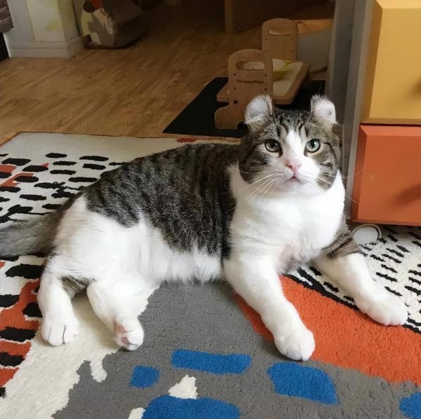 宠物猫有哪些品种