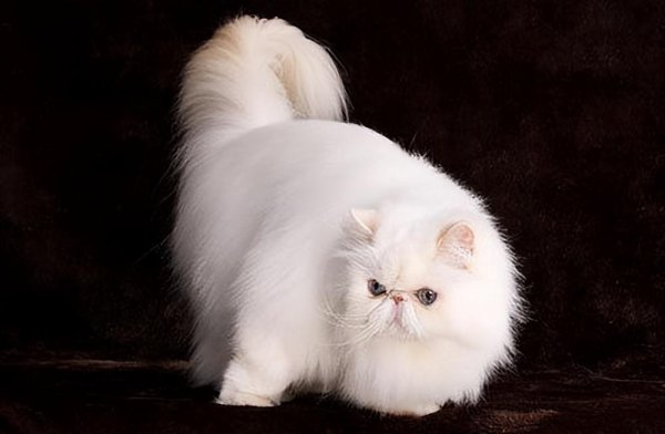 宠物猫有哪些品种