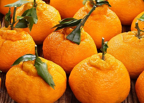 最好吃的橘子品种排名