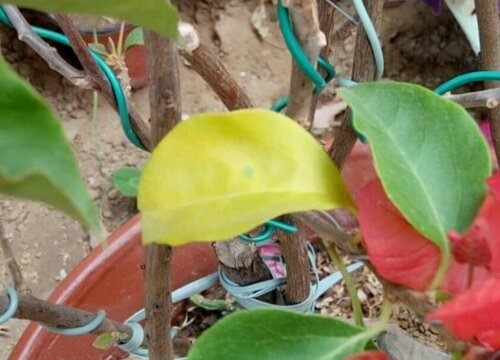 三角梅病虫害防治方法与技术措施