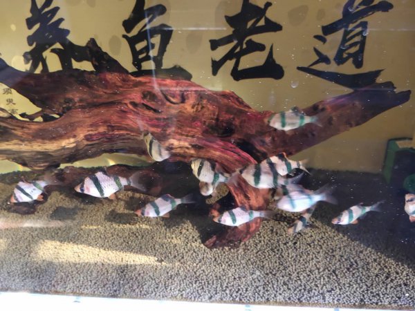 滤材可以直接放鱼缸吗