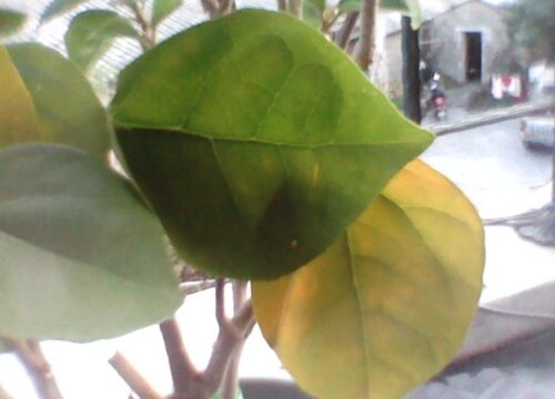 三角梅病虫害防治方法与技术措施