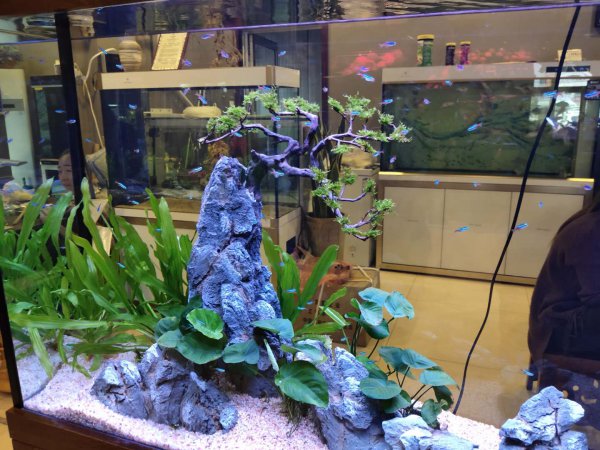 滤材可以直接放鱼缸吗