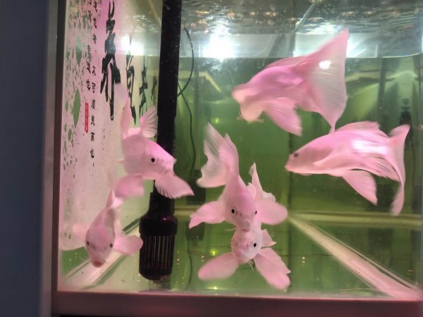 滤材可以直接放鱼缸吗