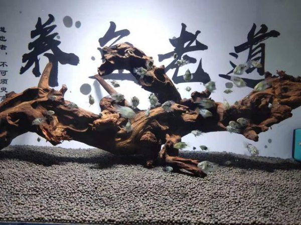 滤材可以直接放鱼缸吗