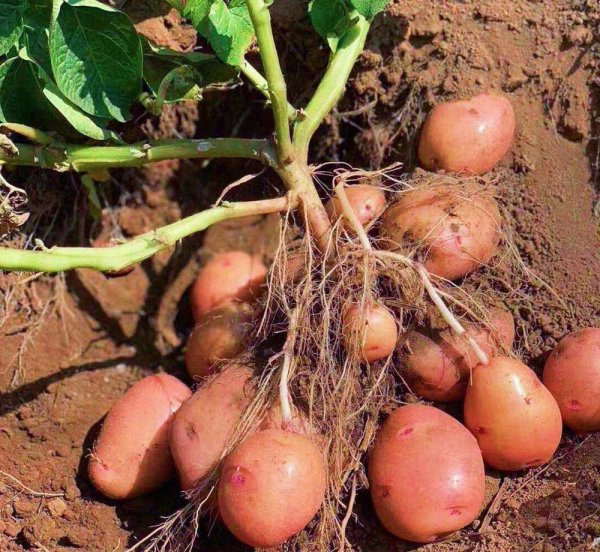 土豆的种植过程4个步骤