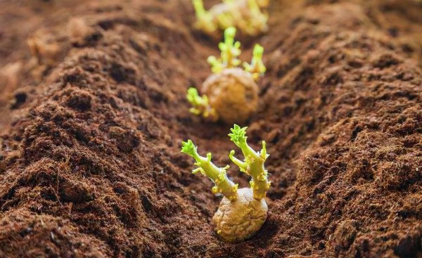 土豆的种植过程4个步骤