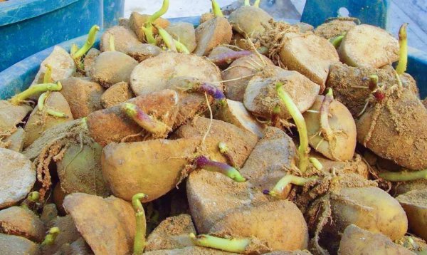 土豆的种植过程4个步骤