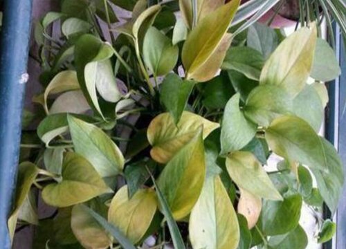 冬季养殖绿萝如何避免黄叶烂根问题