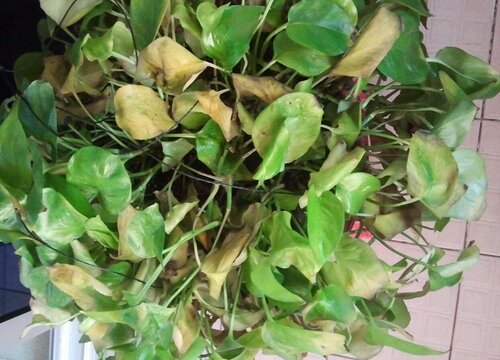 冬季养殖绿萝如何避免黄叶烂根问题