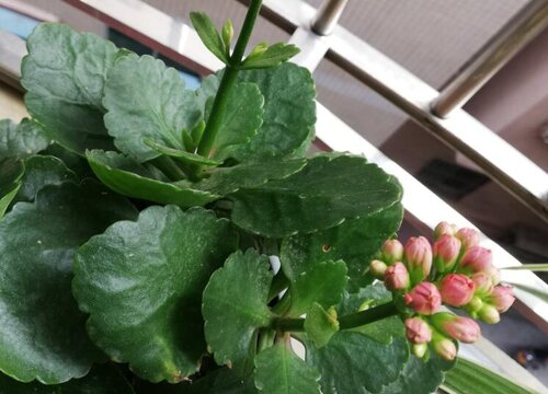 长寿花叶片发黄如何恢复绿叶