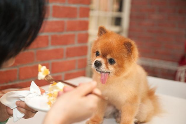 博美犬常见的撒娇方式