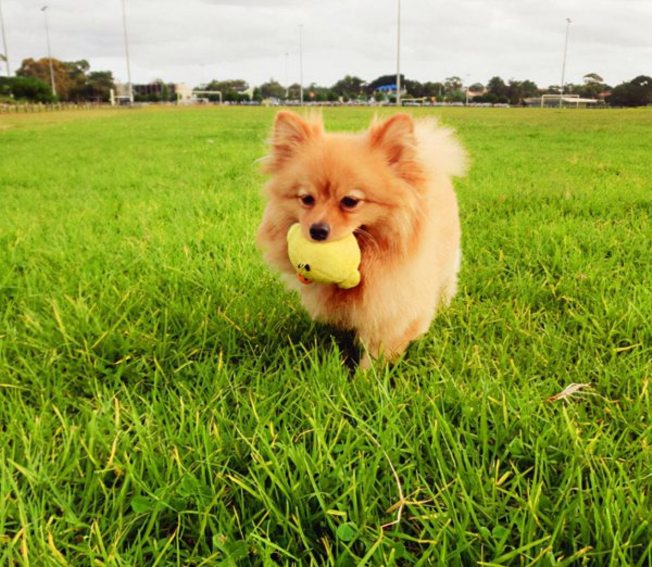 博美犬常见的撒娇方式