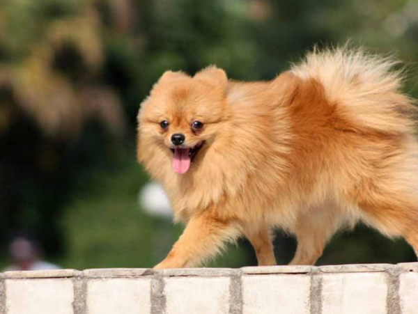 博美犬常见的撒娇方式