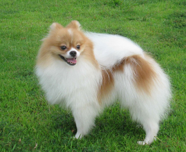 博美犬常见的撒娇方式