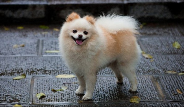 博美犬常见的撒娇方式