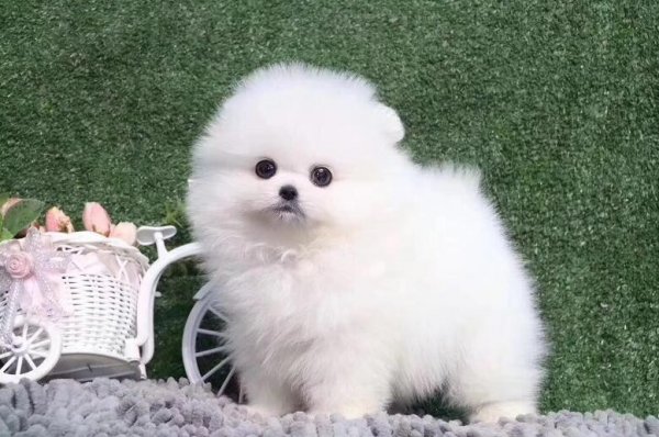 博美犬常见的撒娇方式